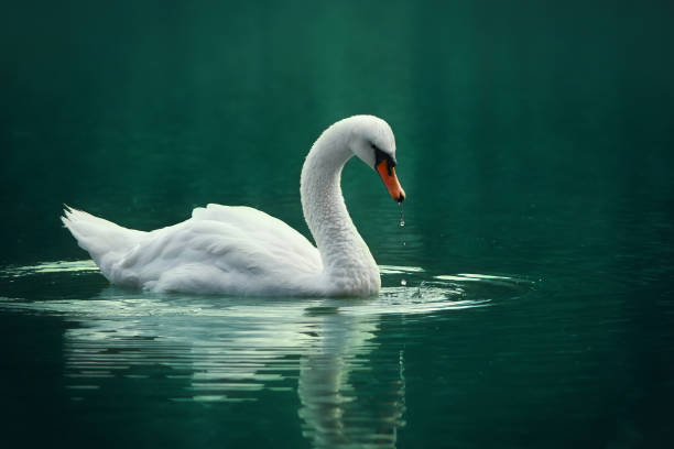 blanco cisne en el lago verde - órgano interno de animal fotografías e imágenes de stock