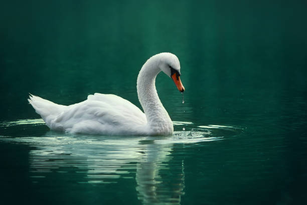 White swan on the green lake