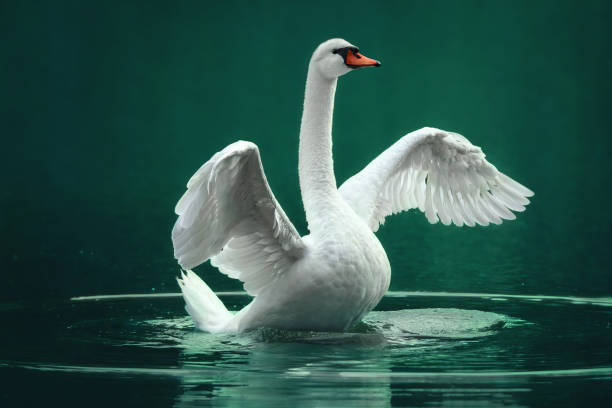 istock White swan on the green lake 911846214
