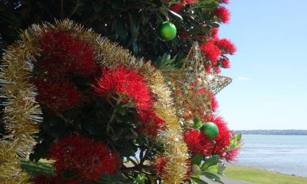 pohutukawa-new zealand christmas tree - pohutukawa tree christmas new zealand beach stock-fotos und bilder