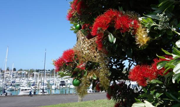 pohutukawa - albero di natale della nuova zelanda - pohutukawa tree christmas new zealand beach foto e immagini stock