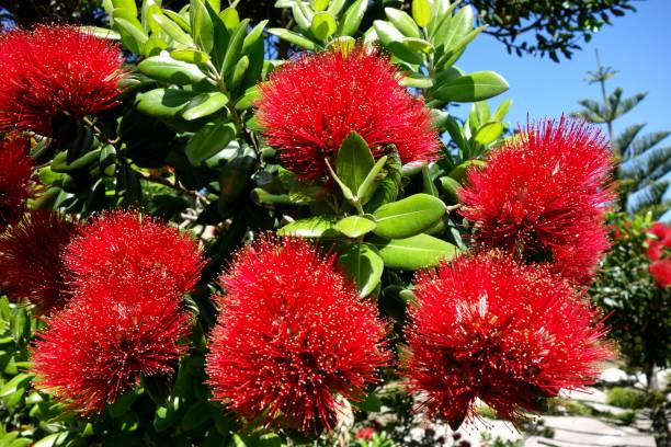 pohutukawa - albero di natale della nuova zelanda - pohutukawa tree christmas new zealand beach foto e immagini stock