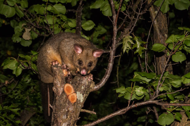 Tasmanian Possum standing on a branch at night in a Apricot tree