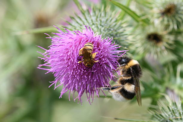 istock two bees in a purple flower 91185706