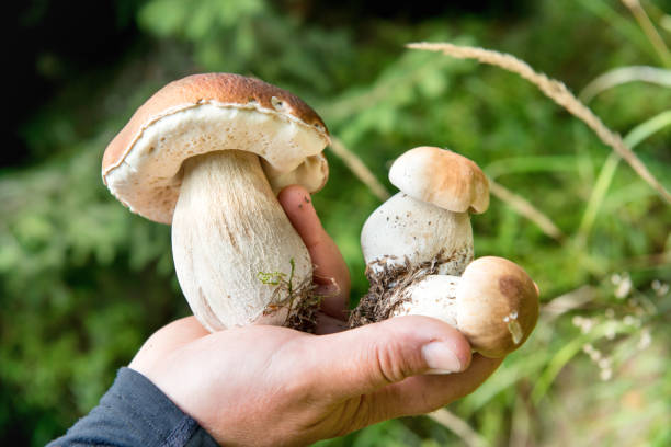istock Edible fresh mushrooms in a hand 911863170