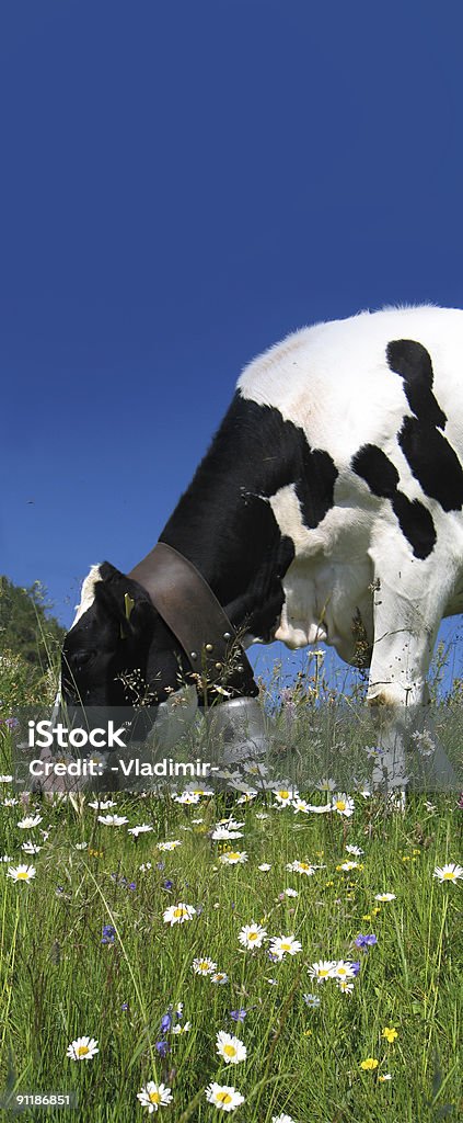 웨스트에 도착하면 신호등 2개를 지나 cow 씹는 camomiles on 고산대 메도 - 로열티 프리 암소 스톡 사진