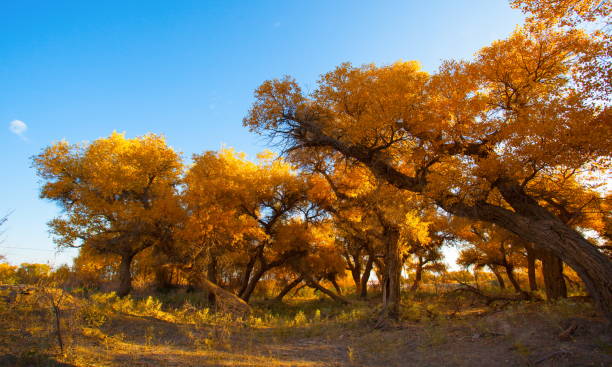 istock Populus in the autumn sunshine. 911870192
