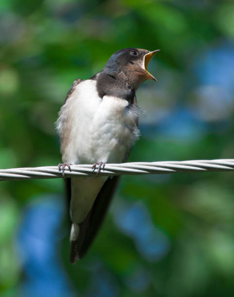 istock closeup of swallow sitting on a wire 91187068