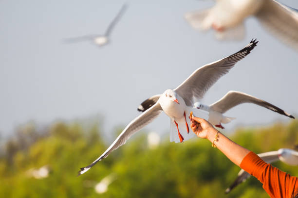 istock Laridae flying in the sky (Charadriiformes) 911870944