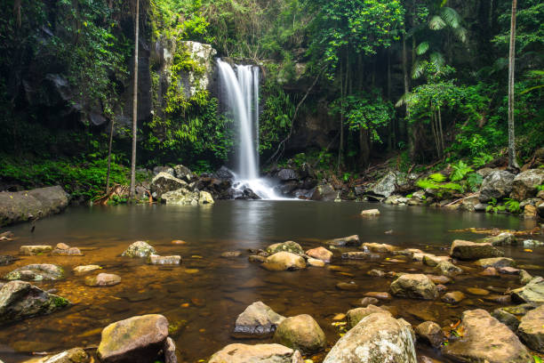 커티스 폭포 골드 코스트에 마운트 탬 보 린 국립 공원에서 - rainforest australia river waterfall 뉴스 사진 이미지
