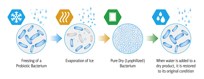 Medical illustration of the lyophilization process of probiotic bacteria.