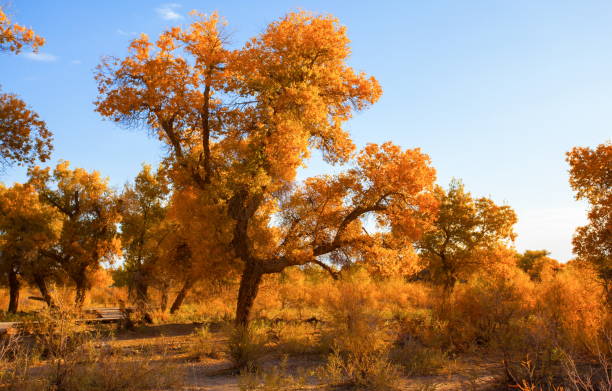 istock Populus in the autumn sunshine. 911876502