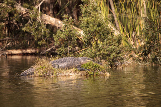 istock American alligator Alligator mississippiensis 911876576