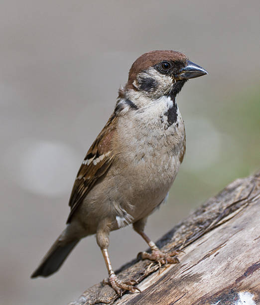 closeup of brown sparrow stock photo