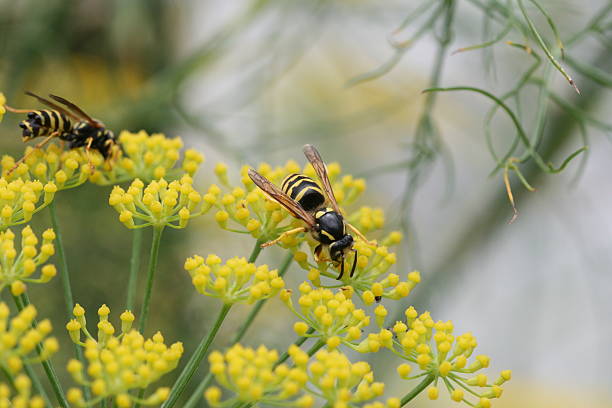 Wasps on yellow flower stock photo