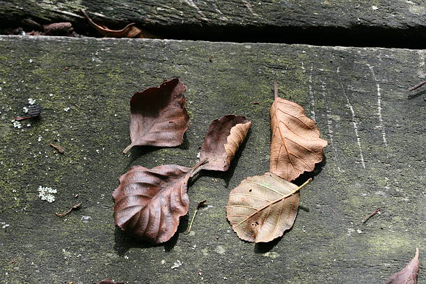 Leafs over wood stock photo