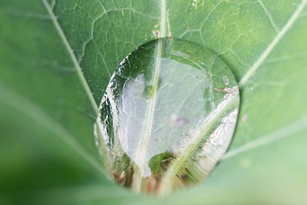 water drop in a plant stock photo