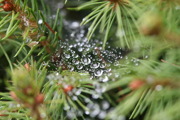 water drops in a spiderweb stock photo