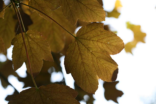 Fall´s leafs stock photo