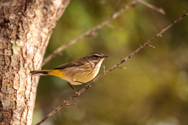istock Pine warbler bird Dendroica palmarum 911886172