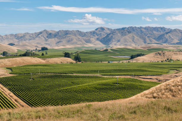 ニュージーランド マールボロ地方のブドウ畑 - marlborough region zealand new landscape ストックフォトと画像