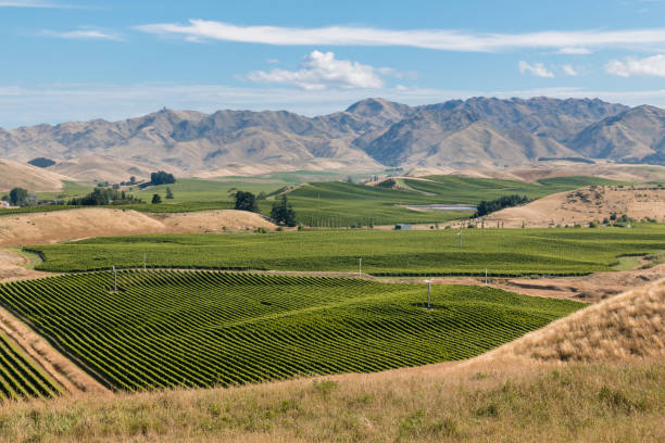 New Zealand vineyards in Marlborough region aerial view of New Zealand vineyards in Marlborough region marlborough new zealand stock pictures, royalty-free photos & images