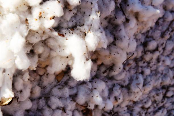istock outdoor piles of picked cotton ready for processing 911888702