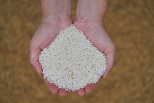 Close-up of grains of uncooked white  jasmine rice in lady hands.