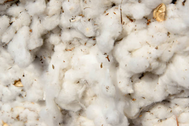 istock outdoor piles of picked cotton ready for processing 911889202