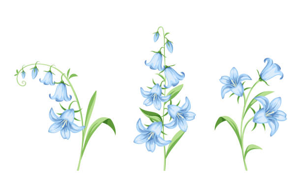illustrazioni stock, clip art, cartoni animati e icone di tendenza di fiori di campana blu. illustrazione vettoriale. - campanula wildflower cut out isolated