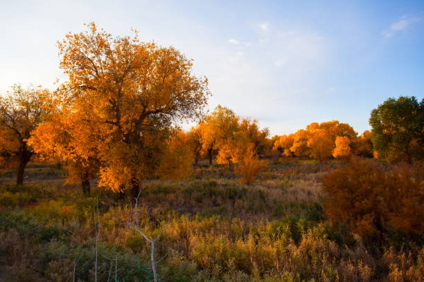 istock Populus in the autumn sunshine. 911891972