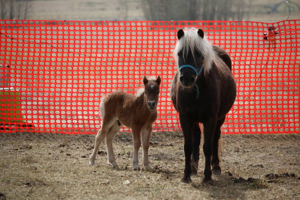 istock A brown foal and his black colored mother 911891994