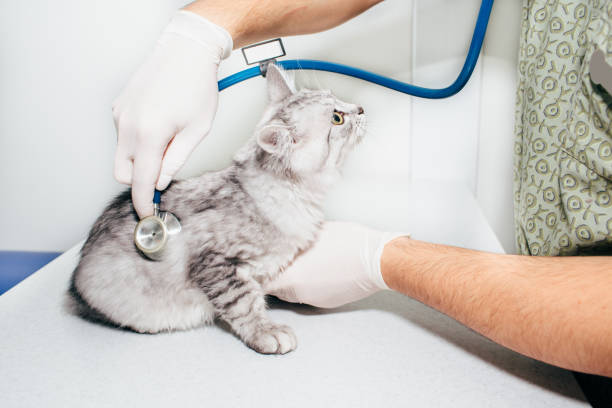 istock Veterinarian doctor examines a cat 911892206
