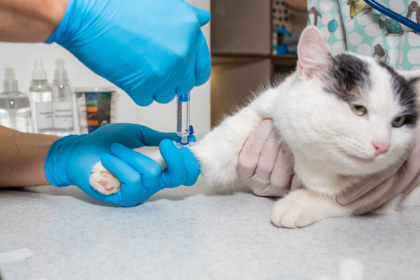 istock inject a medicine through a catheter, cat 911892222
