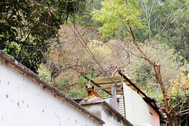 istock Guatemalan Dog - Antigua 911892786