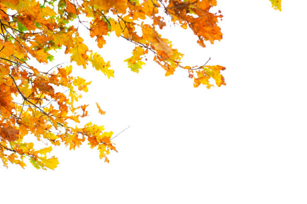 istock Autumn orange leaves on a white background. 911892824