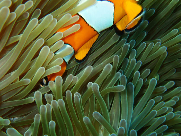 istock Nemo fishes with sea anemone under the sea 911904288