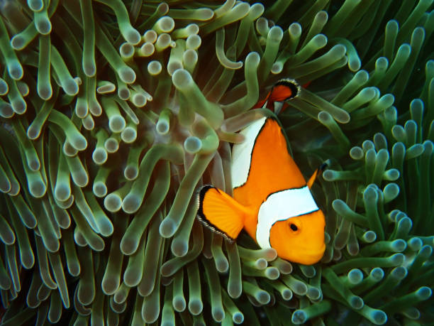 istock Nemo fishes with sea anemone under the sea 911904292