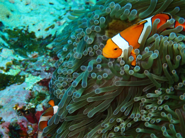 istock Nemo fishes with sea anemone under the sea 911904318
