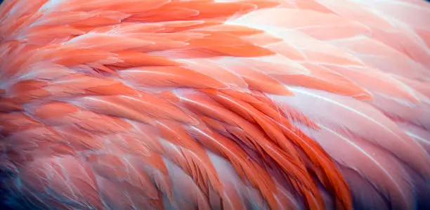 Close up of pink Caribbean Flamingo Feather background