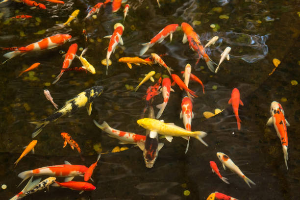 istock Koi fish swimming in water garden, fancy carp fish. 911911064