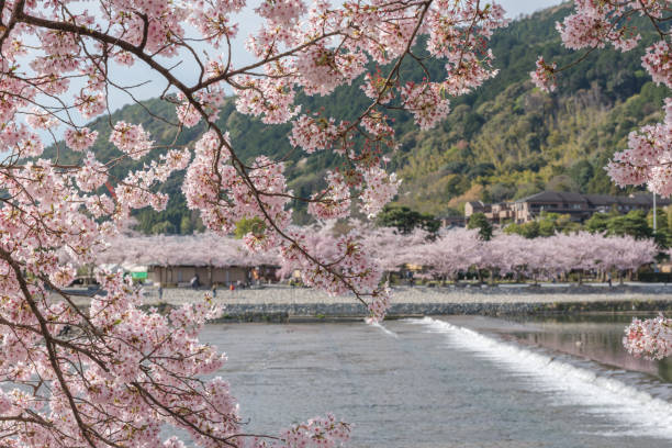 istock Cherry blossom, Arashiyama in spring,Kyoto, Japan 911911136