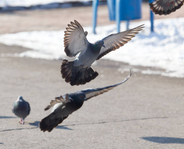 istock dove in flight in city 911911840