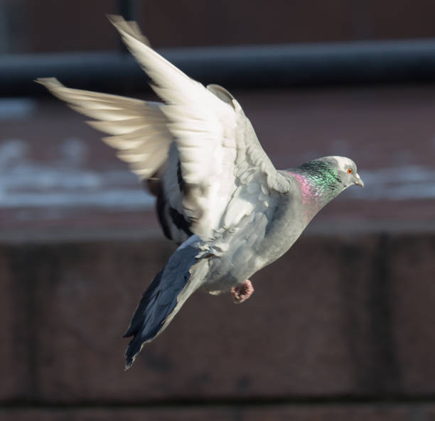 istock dove in flight in city 911913966