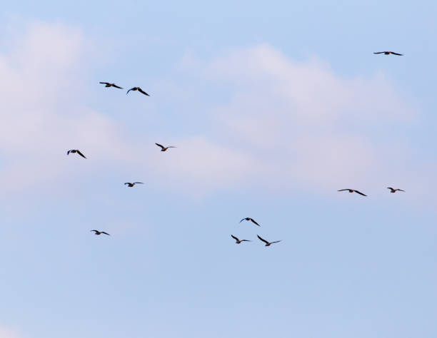 istock A flock of seagulls flying in the sky 911914434