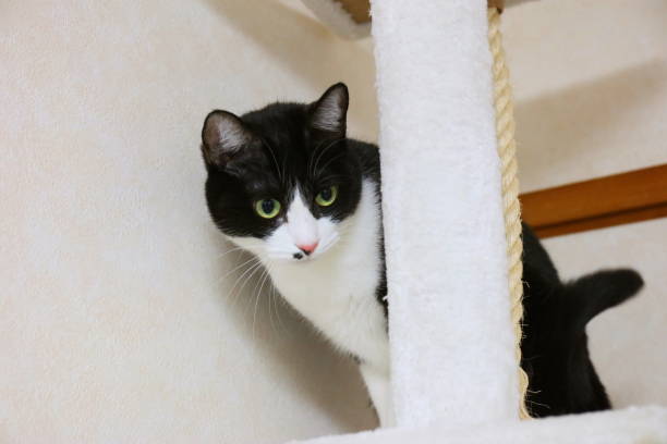 istock Two-color Japanese cat 911915108