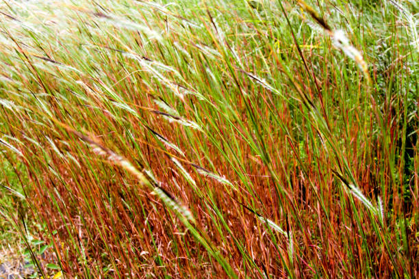 Lithospermum. Autumn meadow. Weeds in the sunset. The colors of autumn.