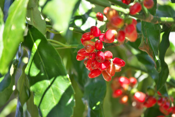 istock Fruit of the Japanese laurel 911915420