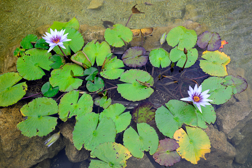 Flowers from Tropical areas including Birds of paradise, Lotus, Orchids and  Hibiscus