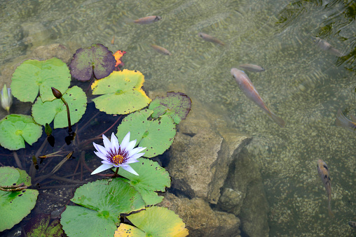 Flowers from Tropical areas including Birds of paradise, Lotus, Orchids and  Hibiscus